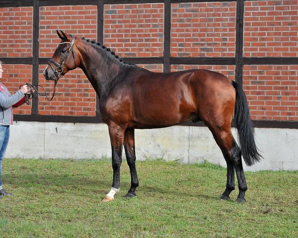 stallion Convoi's Prinz (German Sport Horse, 2013, from Convoi)