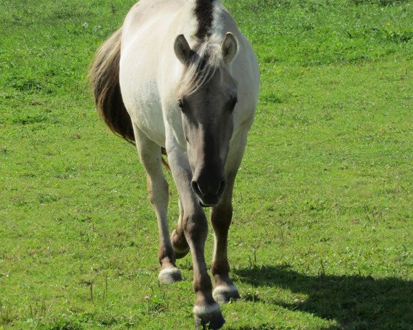 horse Mio von der Amalienruh (Fjord Horse, 2009, from Minor II 11 F)