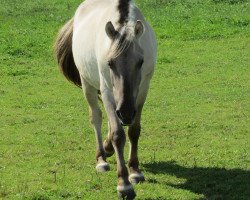 horse Mio von der Amalienruh (Fjord Horse, 2009, from Minor II 11 F)