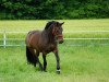 jumper Fiona 477 (Hanoverian, 2007, from Falkenstern II)