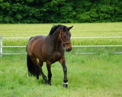 jumper Fiona 477 (Hanoverian, 2007, from Falkenstern II)