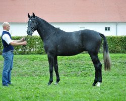 jumper Calmo 2 (German Sport Horse, 2013, from Calidrio)