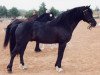 Deckhengst Bimberg Ivanhoe (Welsh-Cob (Sek. D), 1987, von Sydenham Hussar)