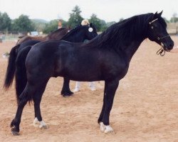 Deckhengst Bimberg Ivanhoe (Welsh-Cob (Sek. D), 1987, von Sydenham Hussar)