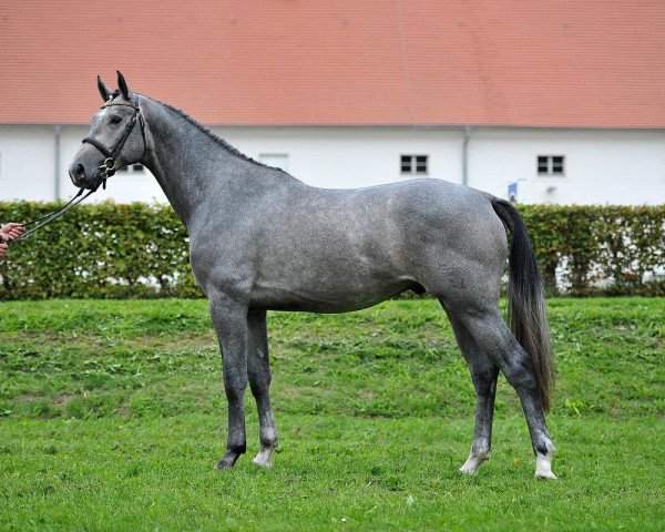 stallion Cloud number nine (German Sport Horse, 2013, from Calido I)