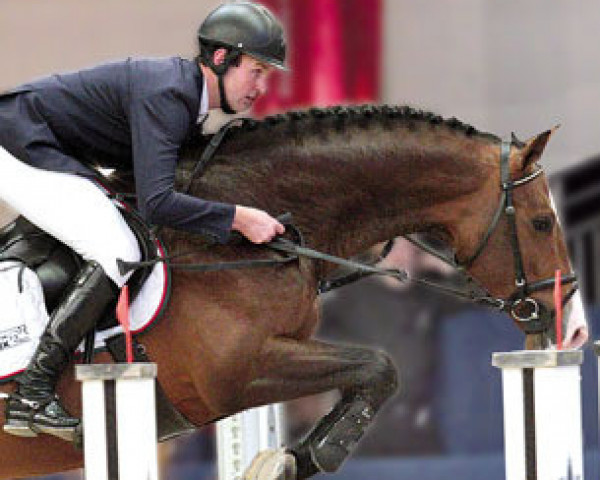 stallion Dantos Hbc (Royal Warmblood Studbook of the Netherlands (KWPN), 2008, from Cantos)