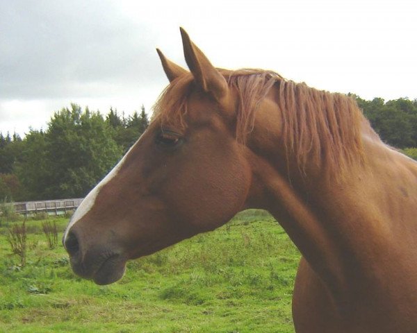 jumper Sheela (Oldenburg, 2007, from Ludwig von Bayern 168 FIN)