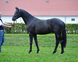 dressage horse Fürst Fontane (German Sport Horse, 2013, from Fürstenball)