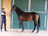 stallion Dosseprinz (German Sport Horse, 2013, from Decurio 3)