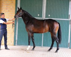 stallion Dosseprinz (German Sport Horse, 2013, from Decurio 3)