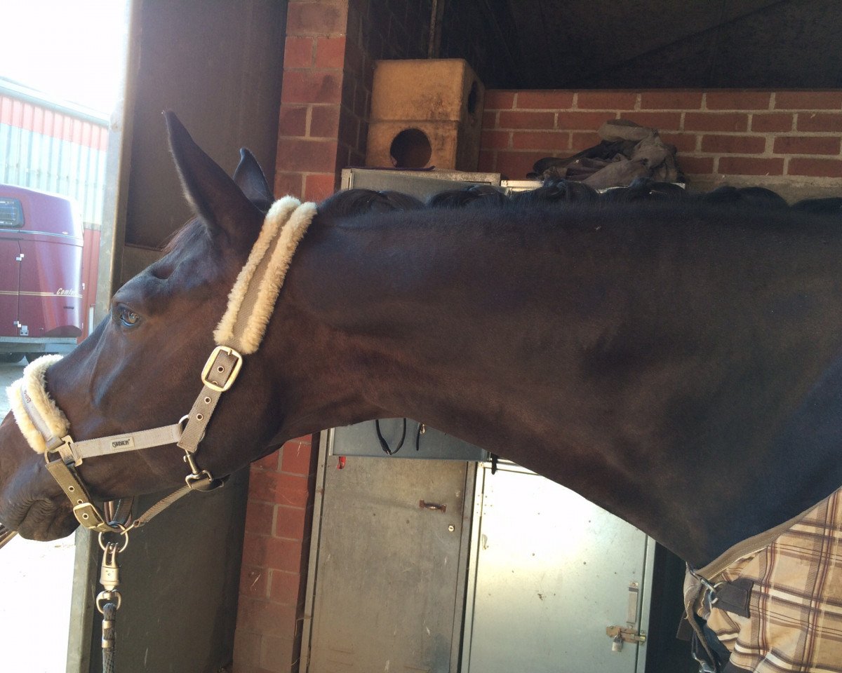 horse Le Cordierre (Westphalian, 2000, from Lamoureux II)