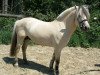 stallion Haldir (Fjord Horse, 2005, from Kastanjegårdens Hannibal)