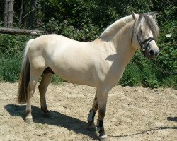 stallion Haldir (Fjord Horse, 2005, from Kastanjegårdens Hannibal)