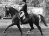 stallion Piaff (Swedish Warmblood, 1958, from Gaspari)