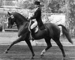 Deckhengst Piaff (Schwedisches Warmblut, 1958, von Gaspari)