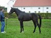 dressage horse Anton 825 (German Sport Horse, 2013, from Quaterback)