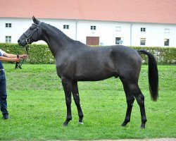 dressage horse Brendan 3 (German Sport Horse, 2013, from Bretton Woods)