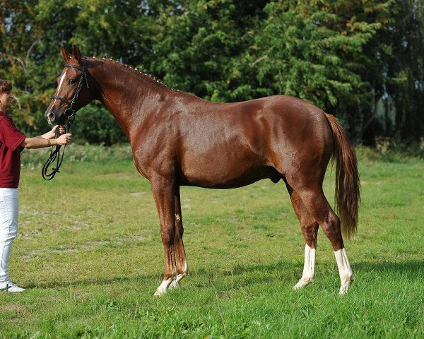 dressage horse Quicksus (German Sport Horse, 2013, from Quaterback)