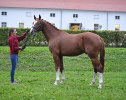 dressage horse Quintus Solar (Deutsches Sportpferd, 2013, from Quaterback)