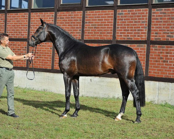 stallion Fehrbellin (German Sport Horse, 2012, from Franziskus FRH)