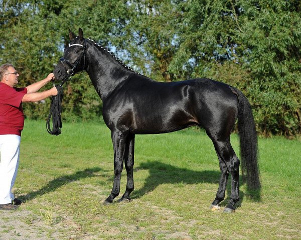 stallion Franz JS (German Sport Horse, 2012, from Franziskus FRH)