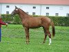 dressage horse Dayton Hall (Hanoverian, 2013, from Don Frederic 3)