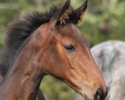 horse Grace (Holsteiner, 2014, from Uriko)