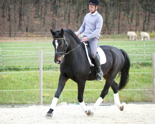 dressage horse D’Artagnan LGKS (Rhinelander, 2008, from De Niro)