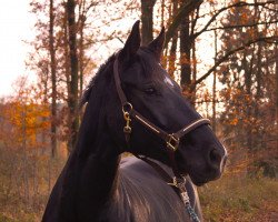 dressage horse Drakdream's Dakota Dance (Oldenburg, 2004, from Drakdream)