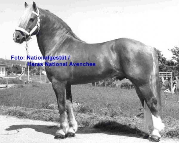 stallion Elu (Freiberger, 1964, from Epi d'Or)