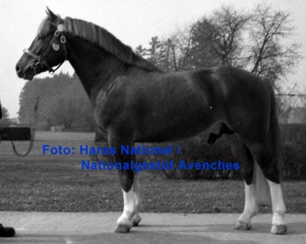 Pferd Enjoleur (Freiberger, 1979, von Elu)