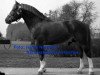 stallion Enjoleur (Freiberger, 1979, from Elu)