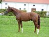 stallion Bentley (German Sport Horse, 2013, from Bordeaux 28)