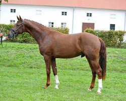 stallion Bentley (German Sport Horse, 2013, from Bordeaux 28)