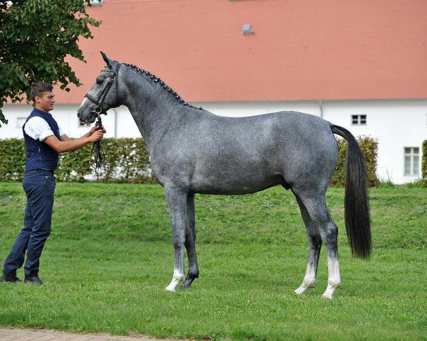 stallion Belantissimo (German Sport Horse, 2013, from Belantis)