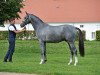 stallion Belantissimo (German Sport Horse, 2013, from Belantis)