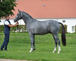 Deckhengst Belantissimo (Deutsches Sportpferd, 2013, von Belantis)