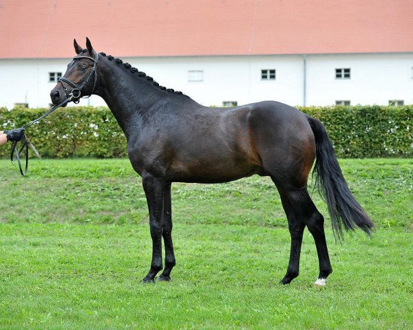 stallion Amar 13 (Oldenburg, 2012, from Apache)