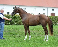 stallion Aquarell 72 (German Sport Horse, 2013, from Antango du Feuillard)