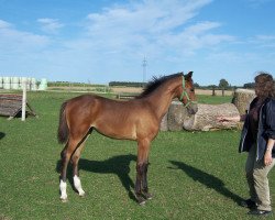 jumper Lacalisa (Zangersheide riding horse, 2015, from Latour VDM)