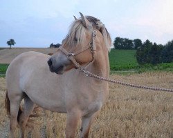 broodmare Hanja (Fjord Horse, 2009, from Kelvin)