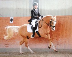 dressage horse Der kleine Held (German Riding Pony, 2009, from FS Don't Worry)