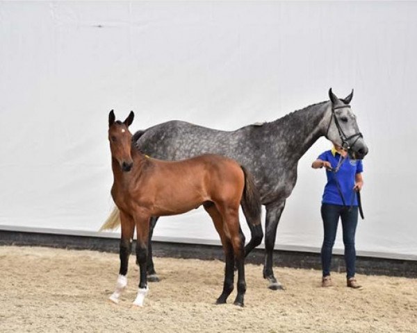 horse Chava Z (Zangersheide riding horse, 2014, from Canterbury)