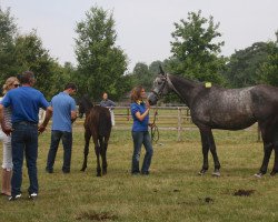 broodmare Zahira (Holsteiner, 2007, from Cartani 4)