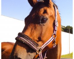 broodmare Luciana (Bavarian, 1995, from Uriel de St.Lo)