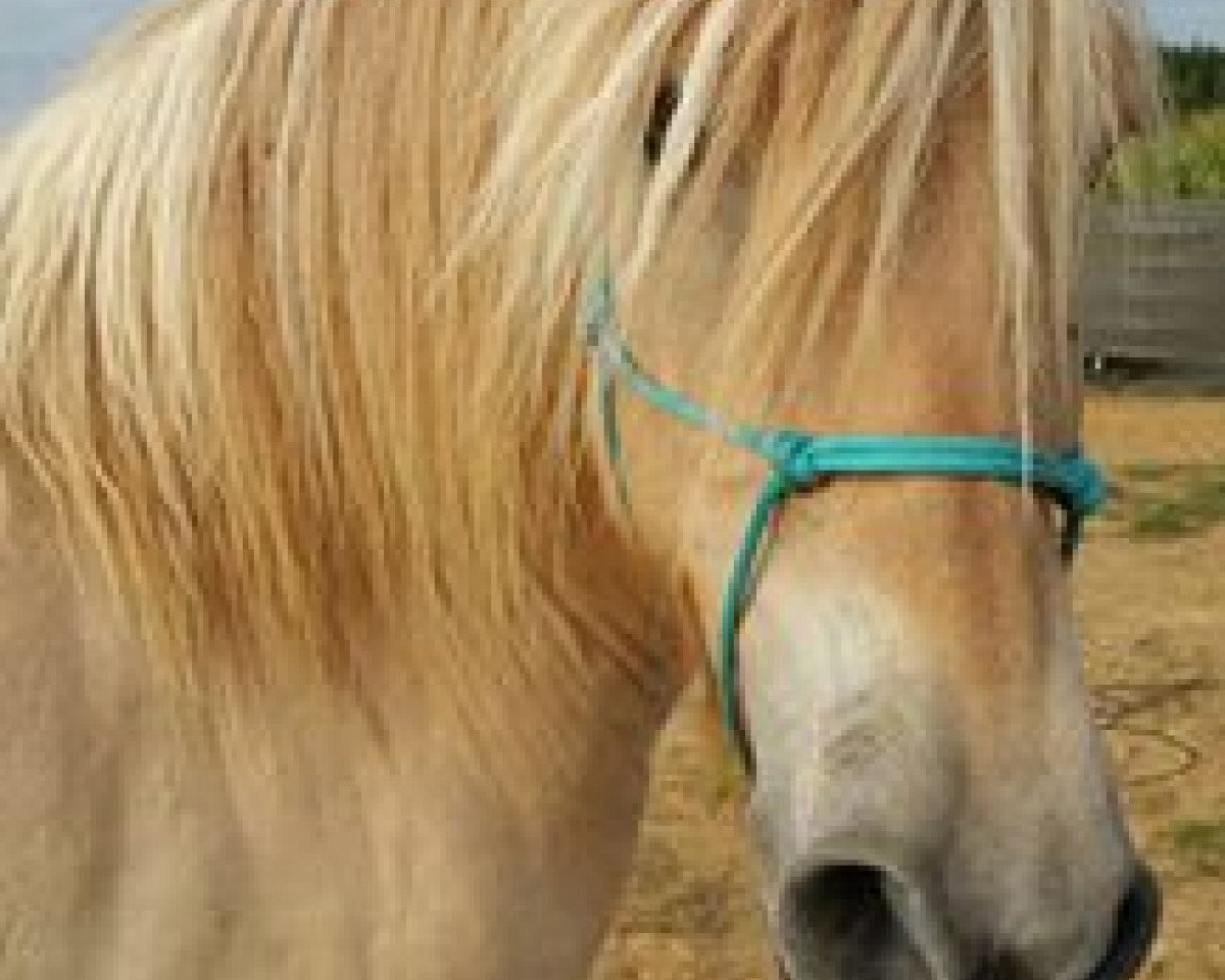 Dressurpferd Kantargo (Fjordpferd, 2010, von Kelvin)