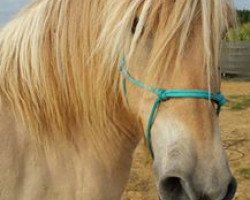 dressage horse Kantargo (Fjord Horse, 2010, from Kelvin)