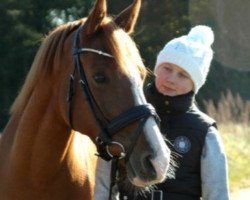 jumper Mystery (German Riding Pony, 2005, from Matchello)