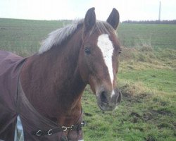 horse Love and Logic (German Riding Pony, 2001, from Courage)