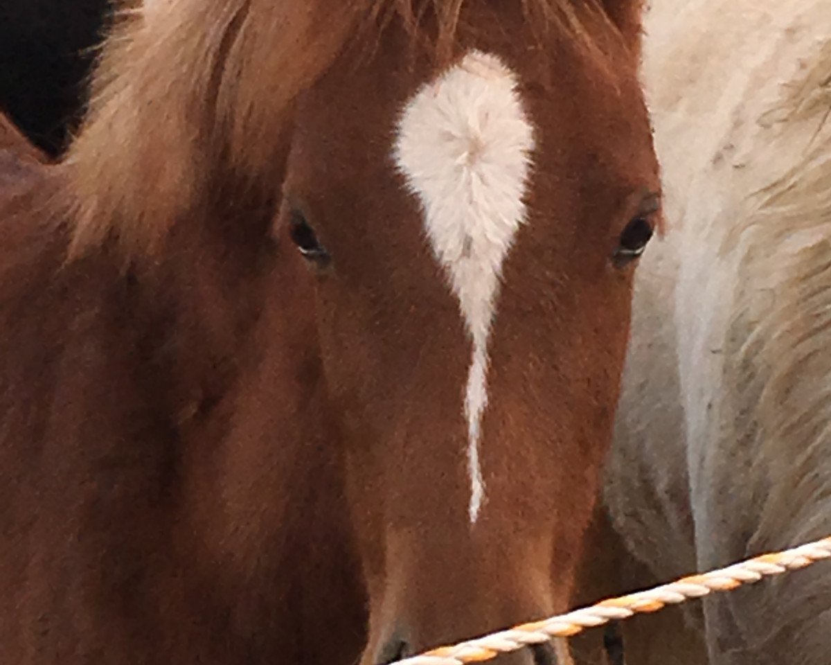 dressage horse Amy (German Riding Pony,  , from A new Star)